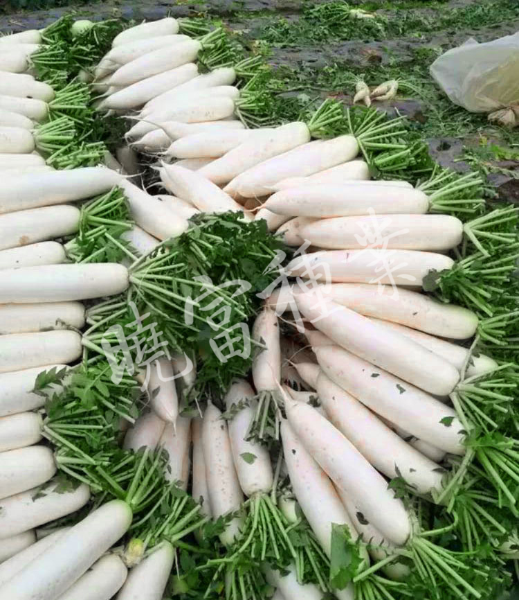 1585790476755390.jpg 08.jpg